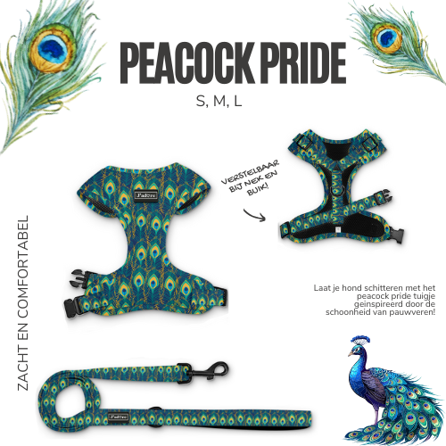 Peacock Pride